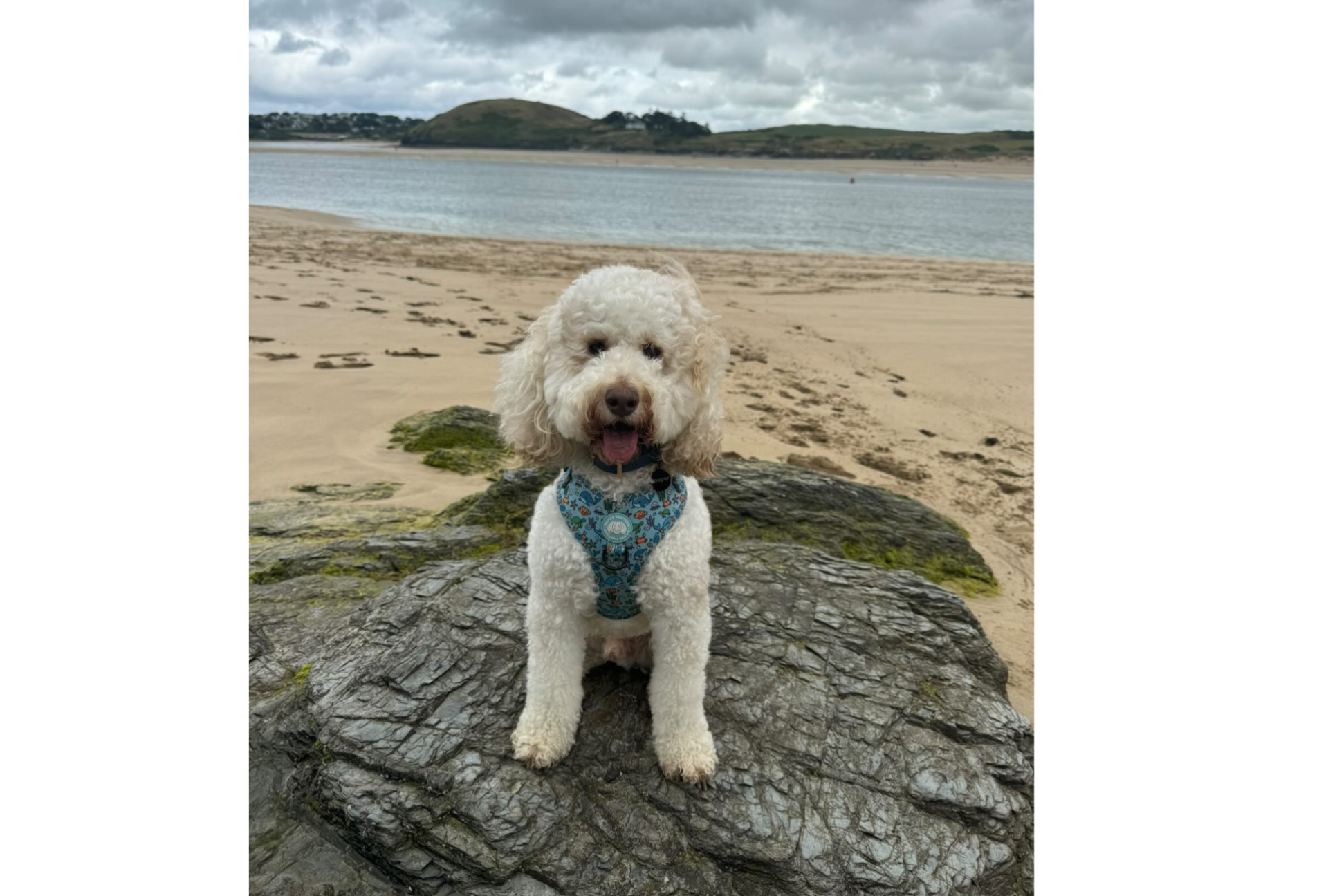 A cockapoo dog sits on a rock at the river gannel estuary with the sea and coastline in the background