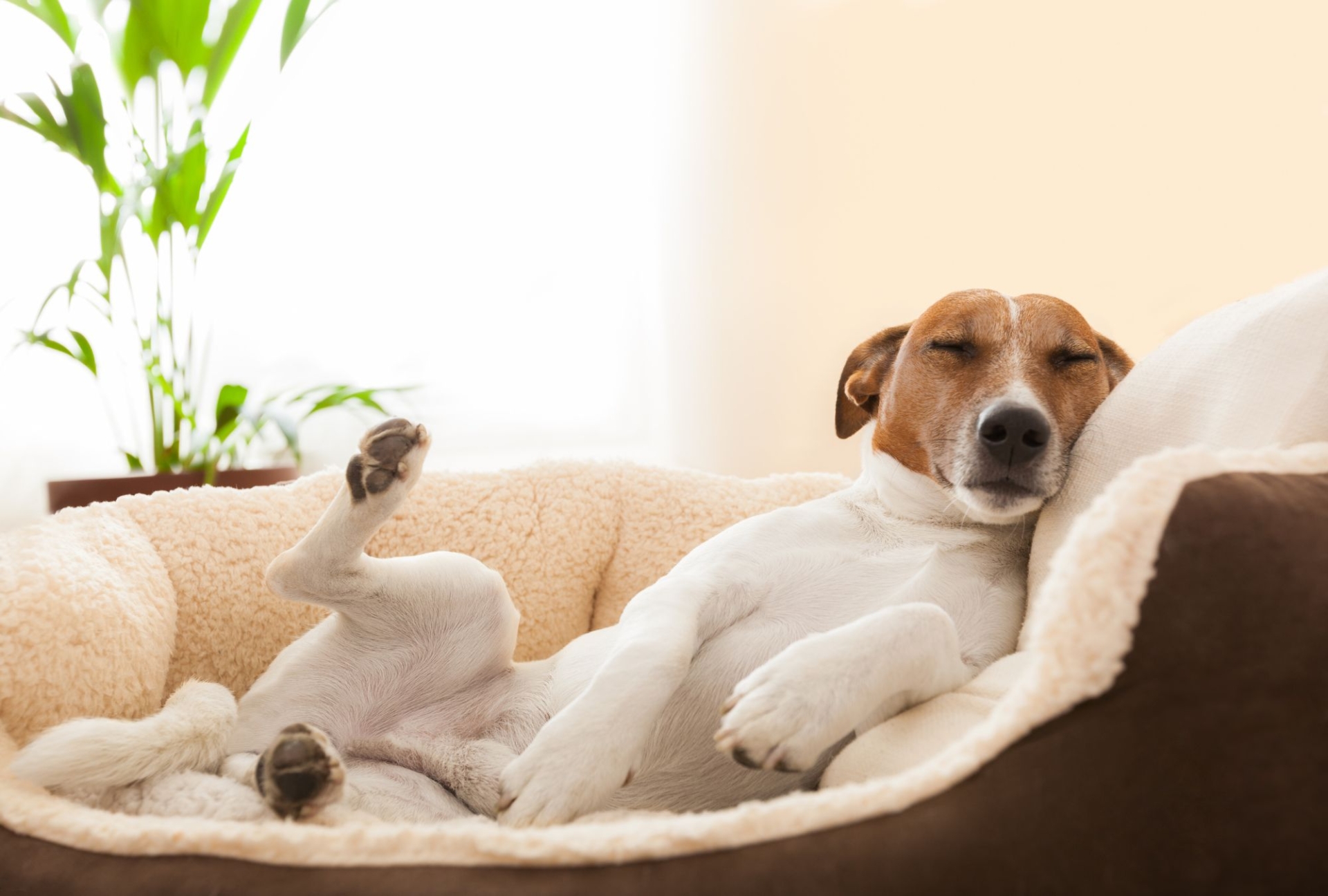 A jack russell dog sleeping on his back in a fluffy dog bed laid out on the floor of a dog friendly property in Newquay