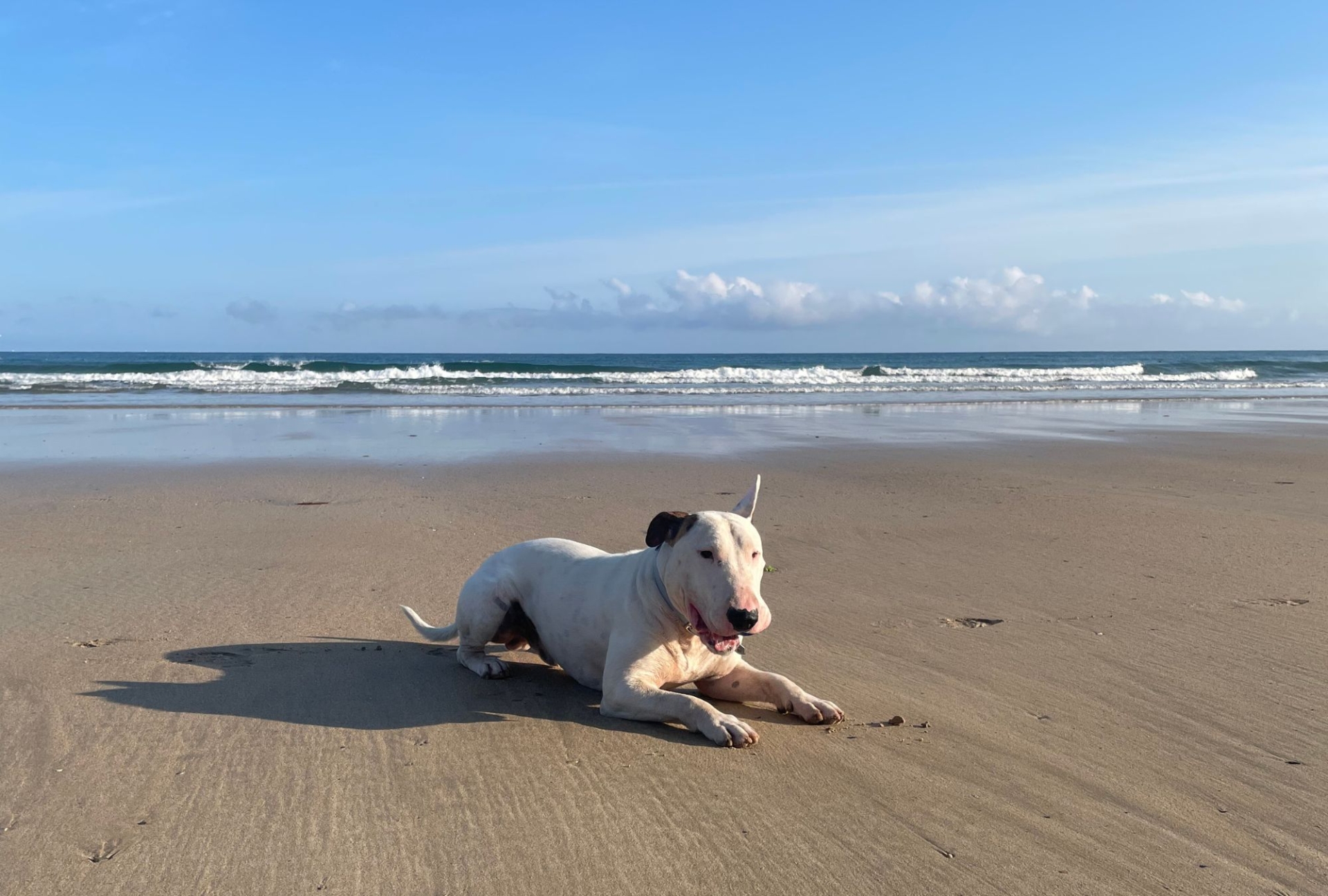 A white english bull terrier lies on Great Western Beach with the sea in the background, he has a ball in his mouth.