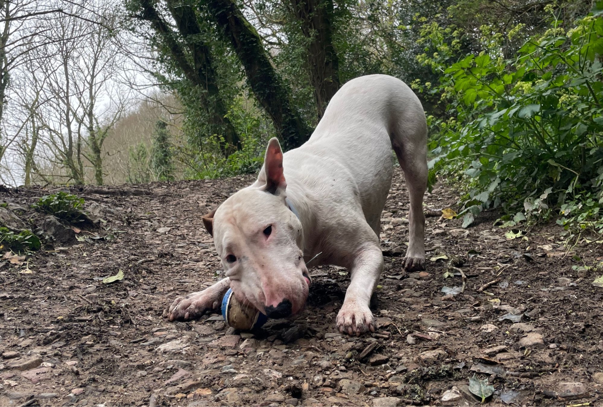 An english bull terrier chewing his ball in a woodland setting, at parc shady in Porthtowan