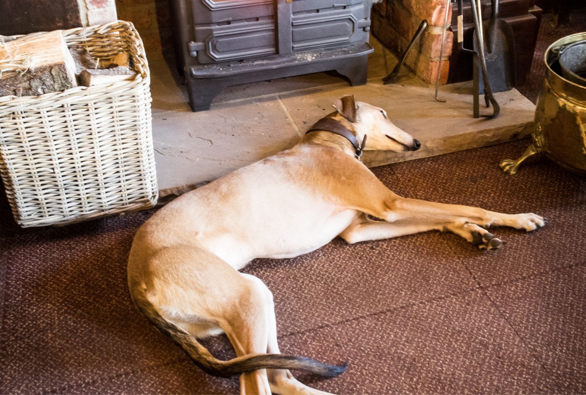 A greyhound dog sleeps on the floor by a wood burner in a cornish pub