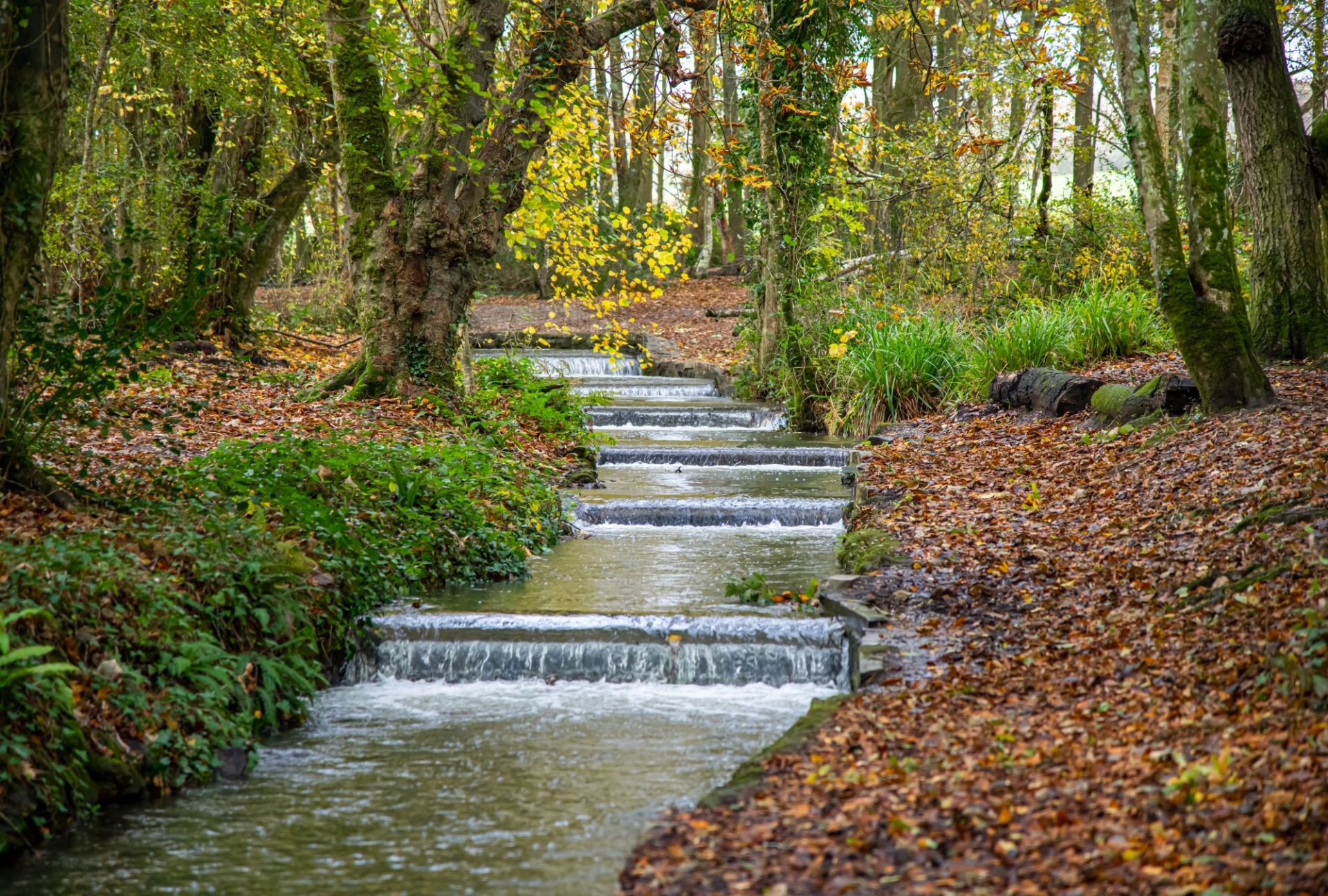 The stream runs through the tree with fallen autumn leave son the ground at Tehidy Woods in Cornwall