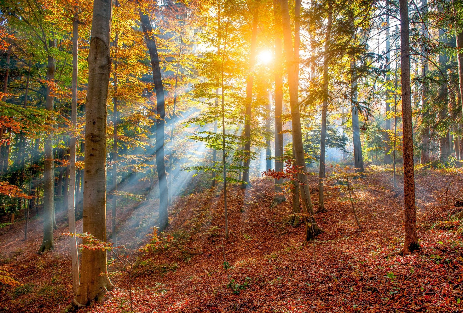 The sunlight shines through the tress at Cardinham Woods in cornwall