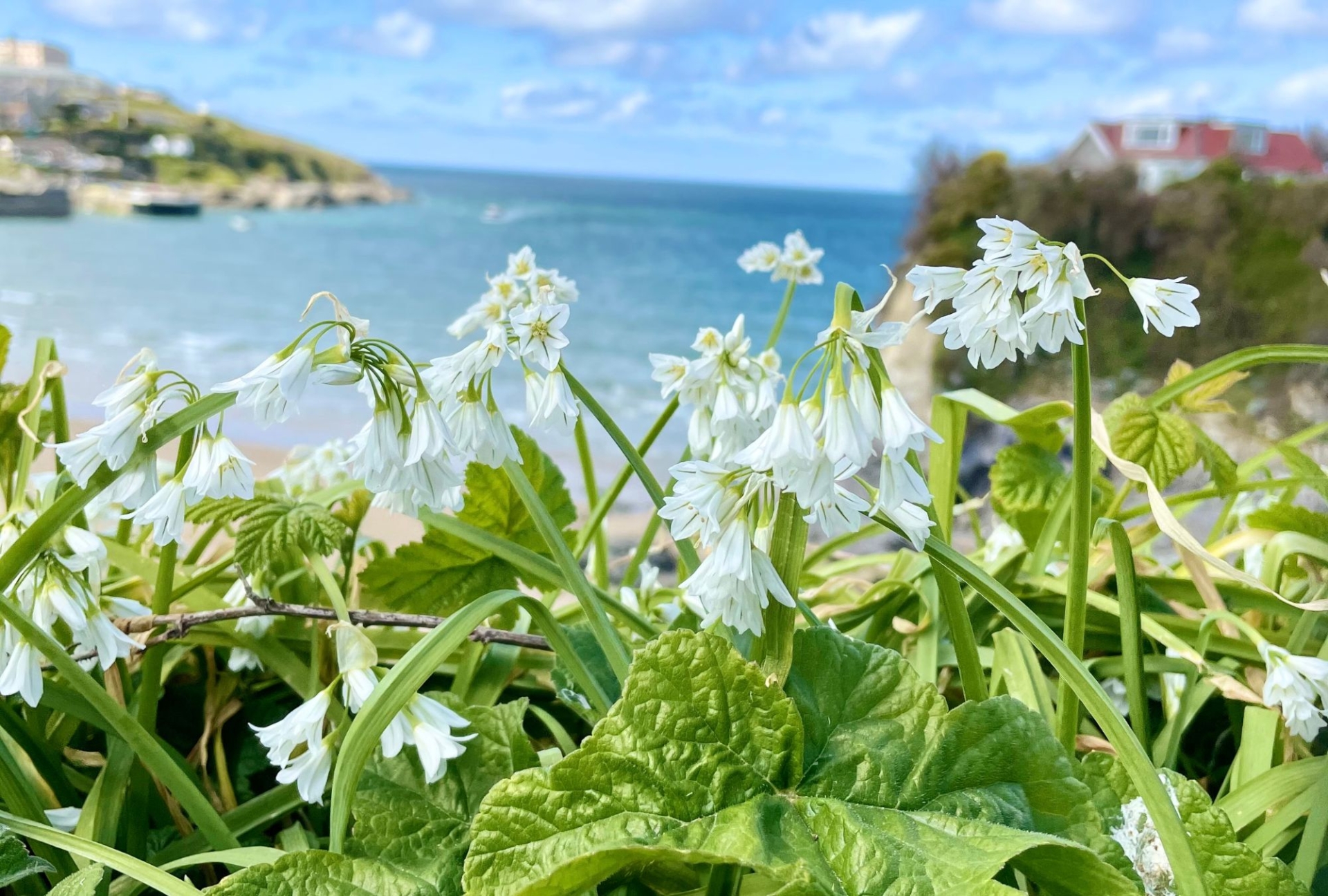 Snow drop flowers with towan beach in the background