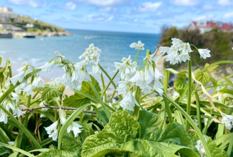 Snow drop flowers with towan beach in the background