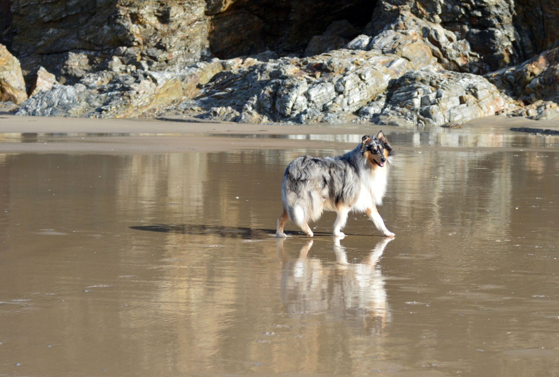 dog on perranporth beach