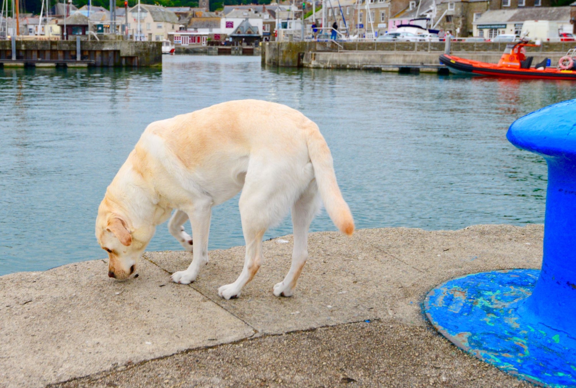 Golden retriever on padstow harbour