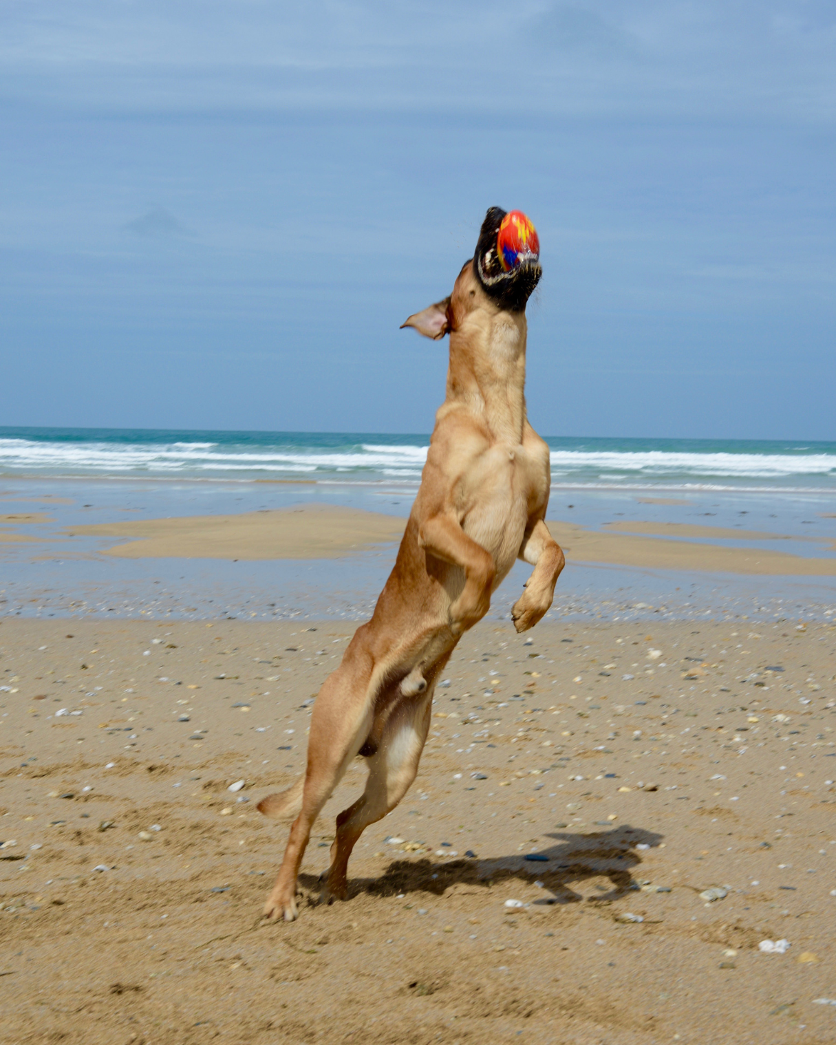 A dog leaps into the air and catches a ball in his mouth on fistral beach in newquay, cornwall. The sea is in the background.